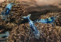 Preview: Carbon Rili